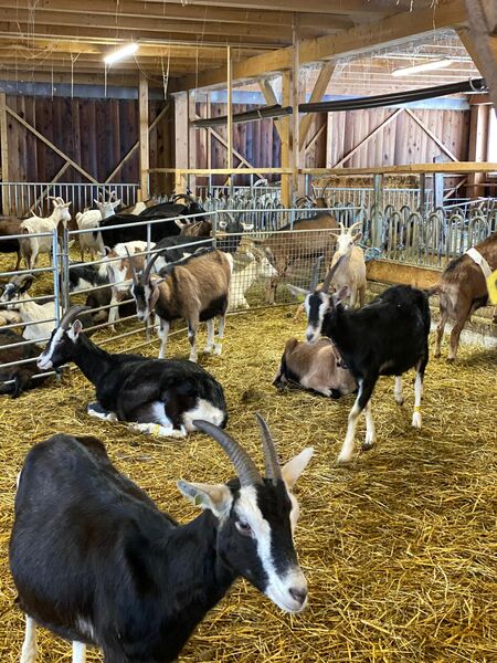 Goat farm of Barrettes