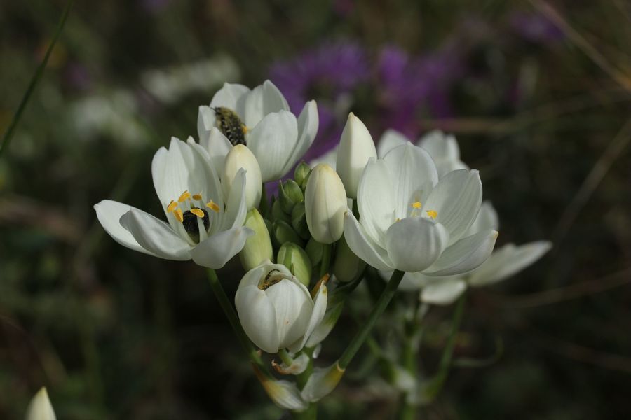 Ornithogale d'Arabie