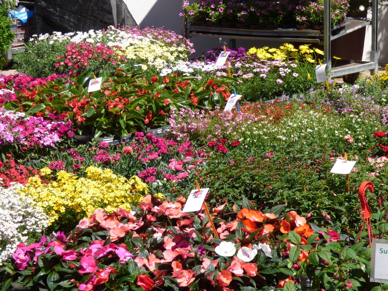 Foire aux plants à La Londe les Maures