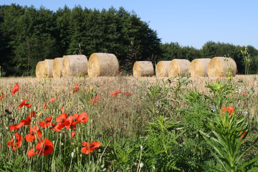 Randonnées à cheval en CAPI