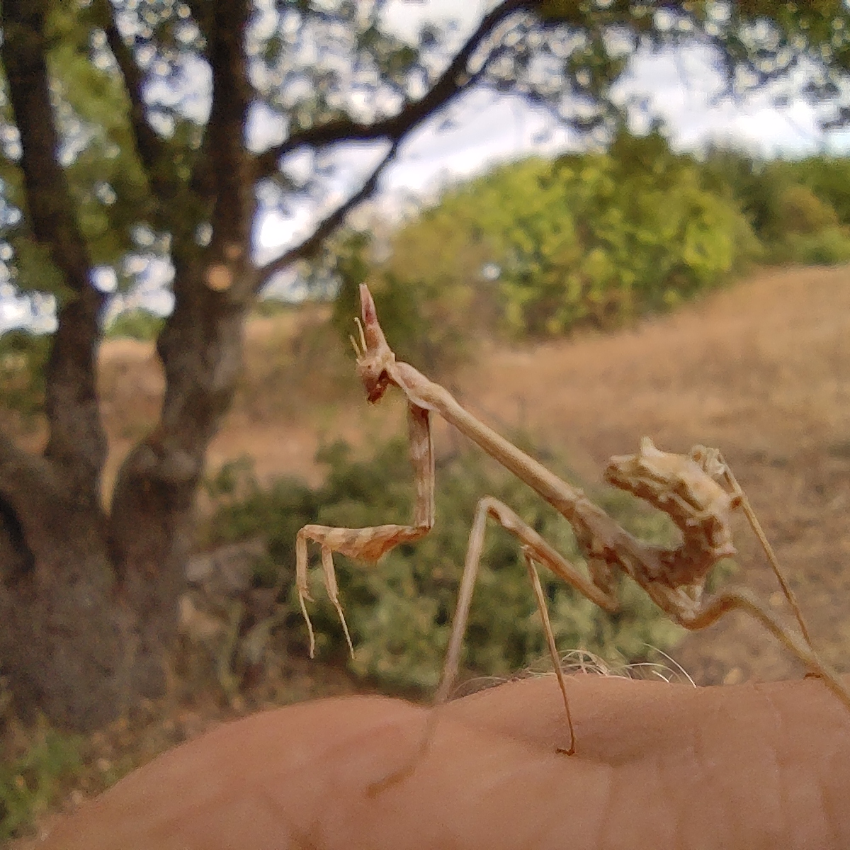 Randonner la Provence