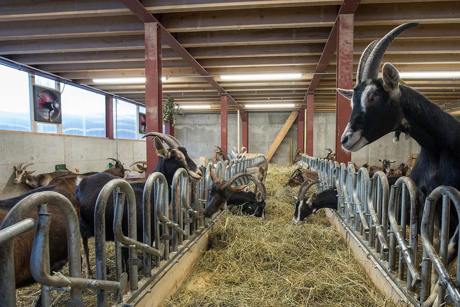 La Ferme des Hauts Forts
