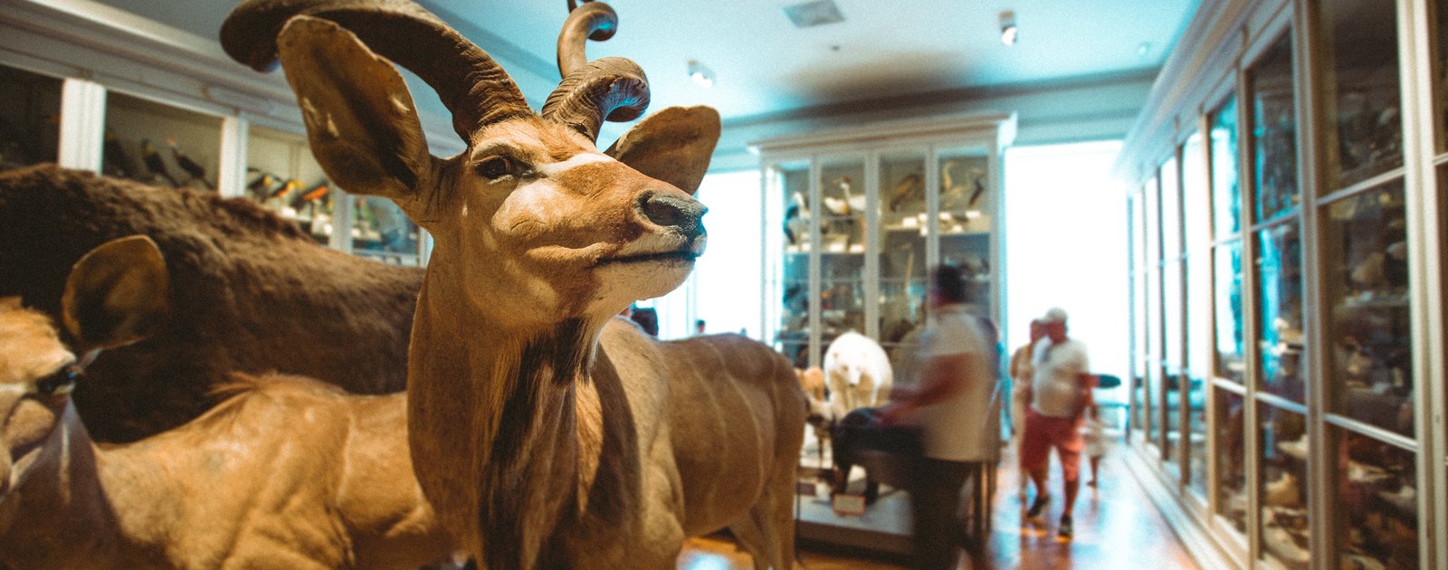 Visite guidée - Les animaux stars du muséum