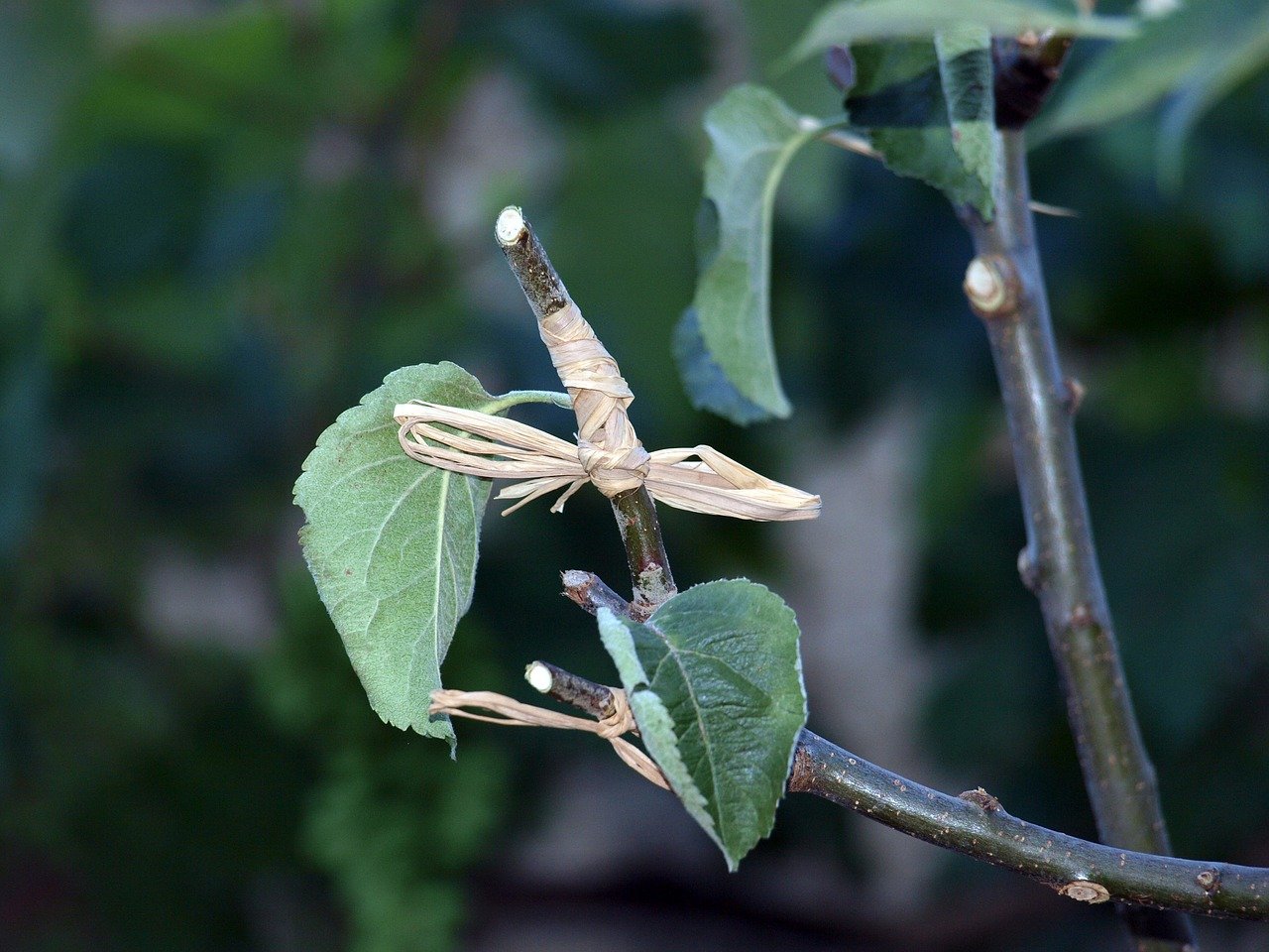 Stage "Greffage de printemps et bouturage des arbres fruitiers" - Parc