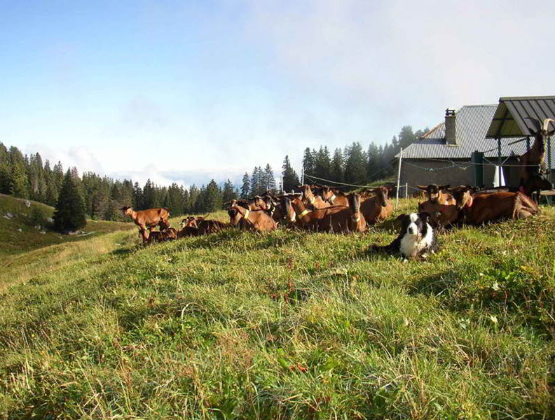 Vente fromages de chèvres producteur Favergesverges