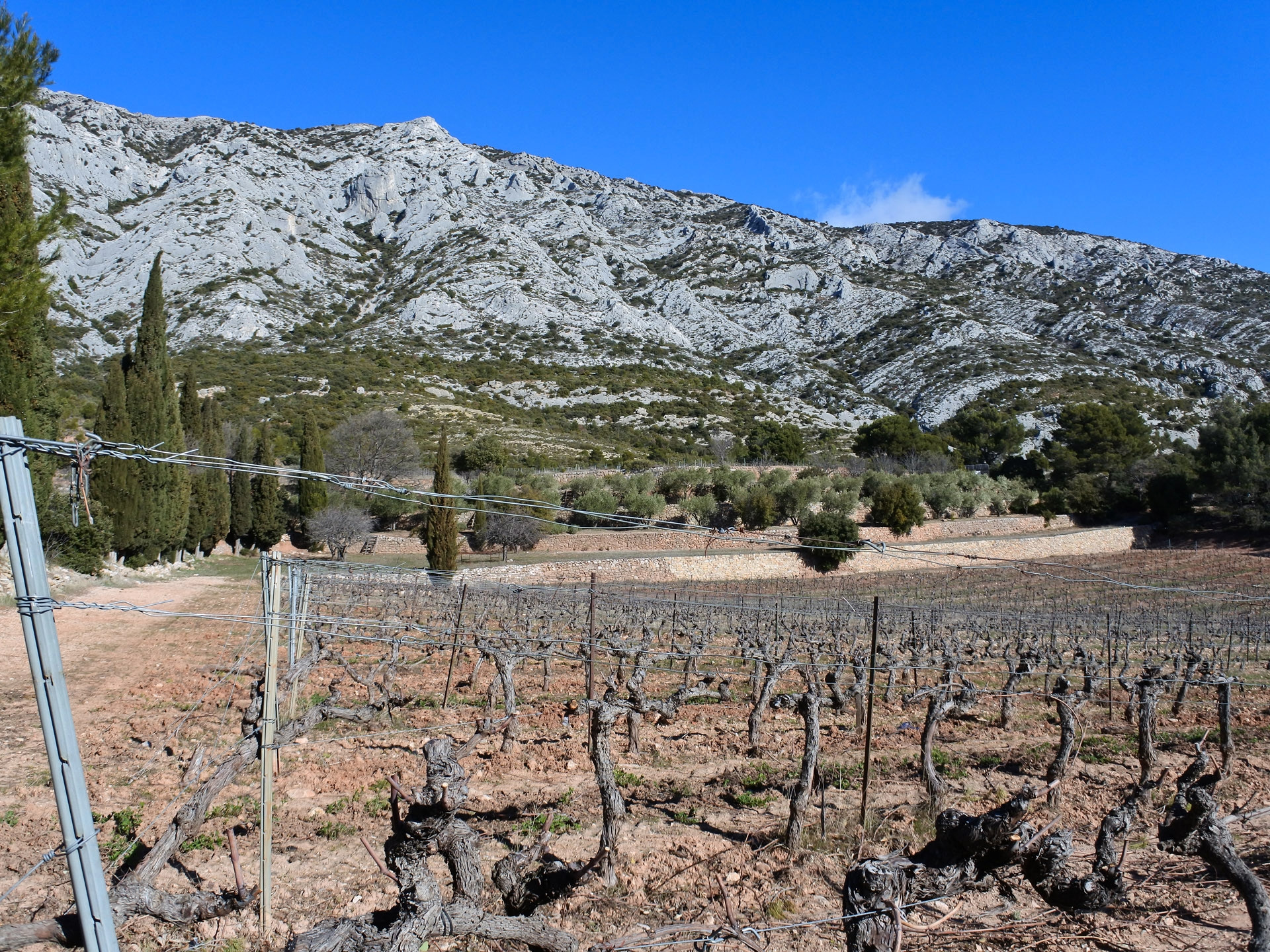 Le vignoble de Ste Victoire, sous l'oeil de Cézanne