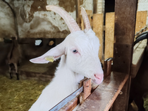 Visite et dégustation aux Chèvres de Chazalon_Panissières