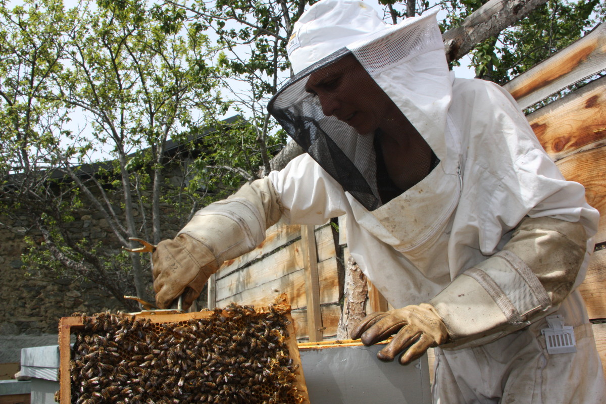 Visite du rucher d'Anne Mangin