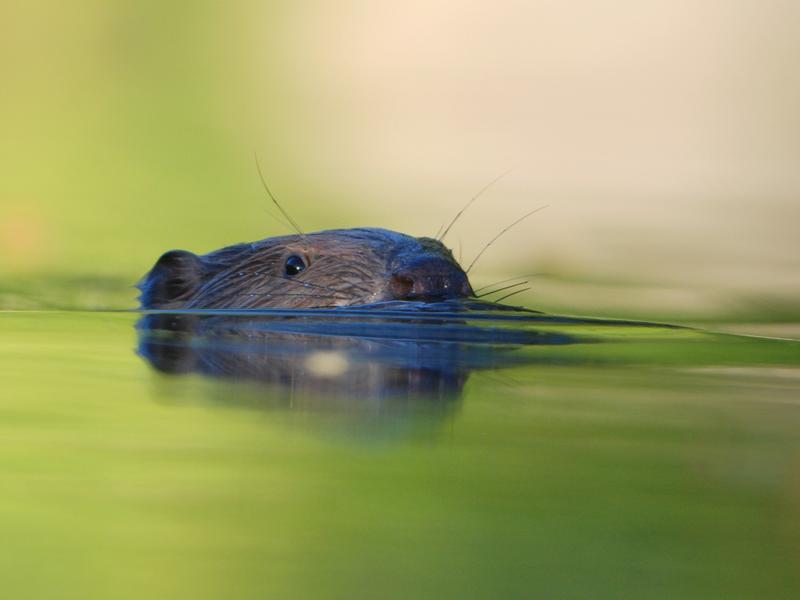 Animation nature sur les ENS : Partez à l'affût du Castor - Balcons du Dauphiné - Isère
