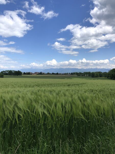 Entre les champs vaudois