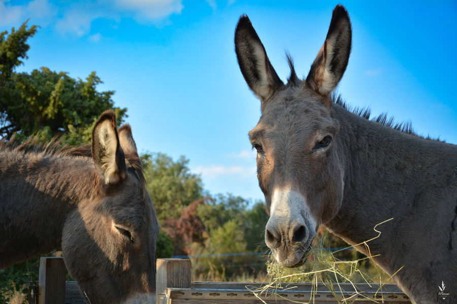Hiking with a donkey - Trek'âne
