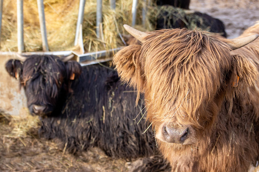 Gaec sur la Tour Ambronay