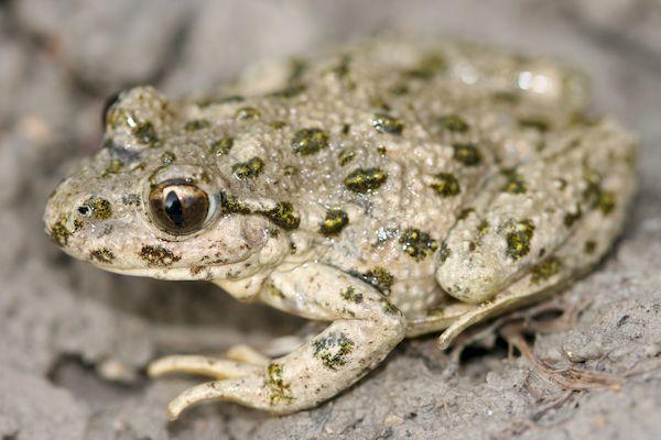 Sortie Lo Parvi : les amphibiens