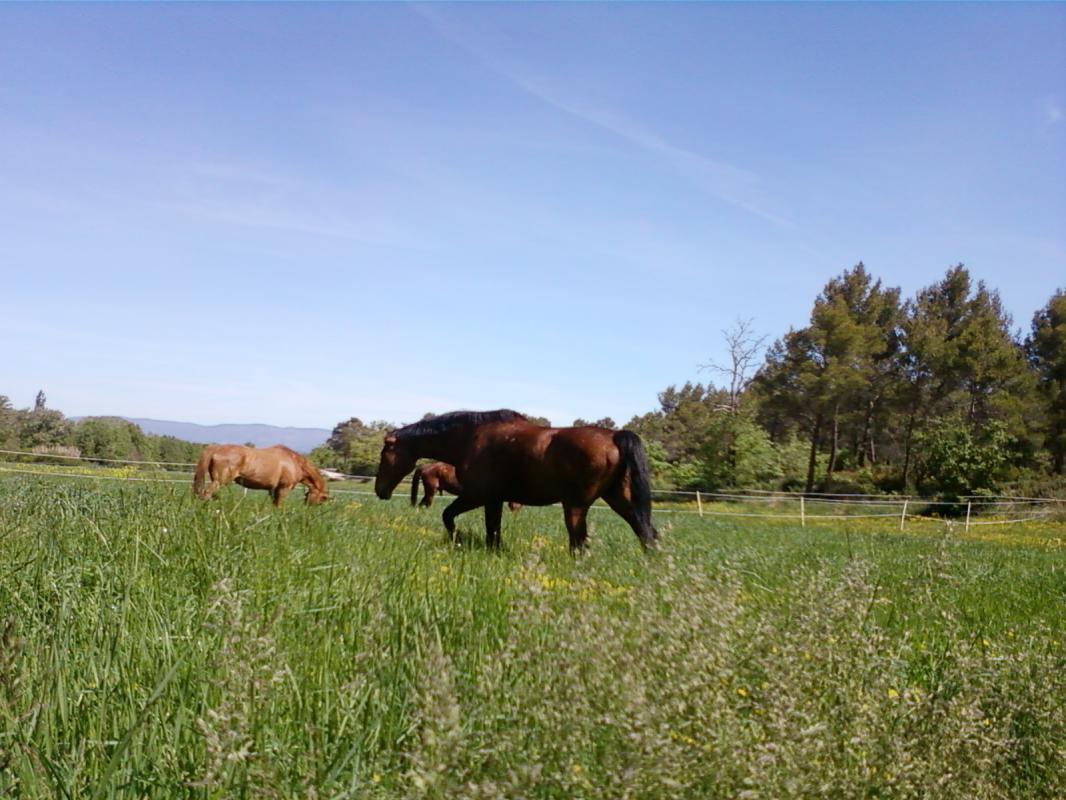 La Fenière, Meyrargues - photo 29