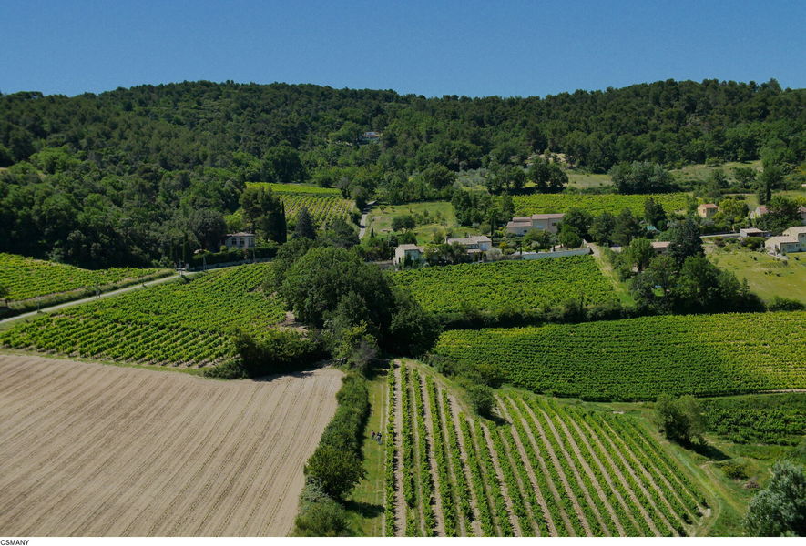 Vignes Vaison la Romaine