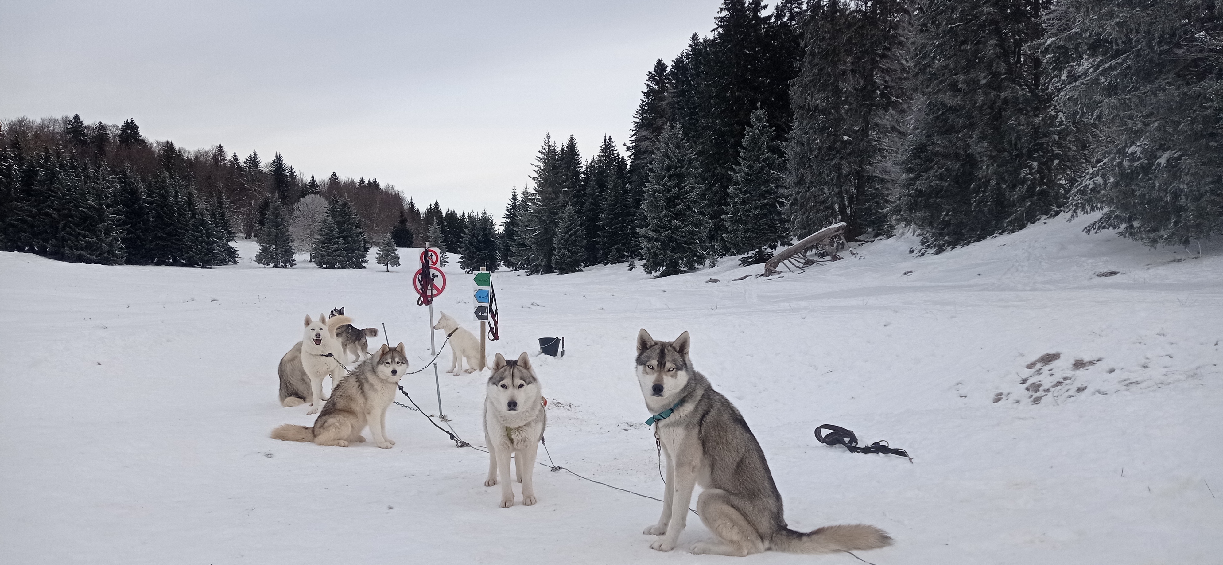 Baptme en traneau  chiens avec Symbiose