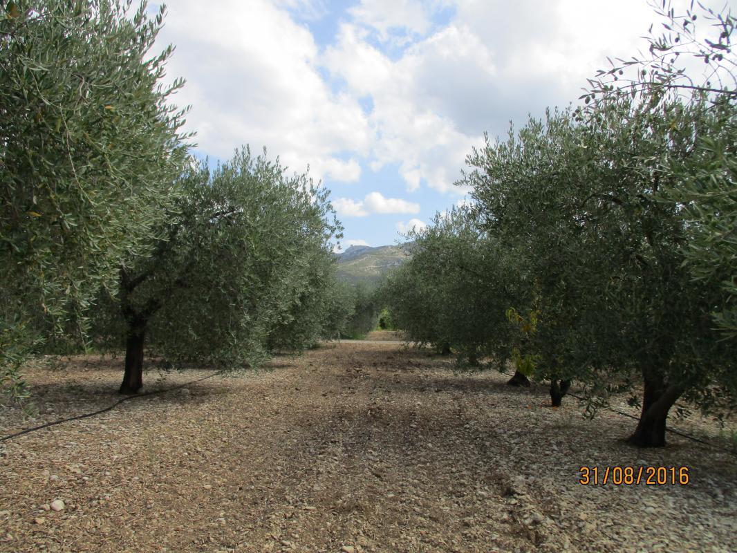 Sophora, Gémenos - photo 28