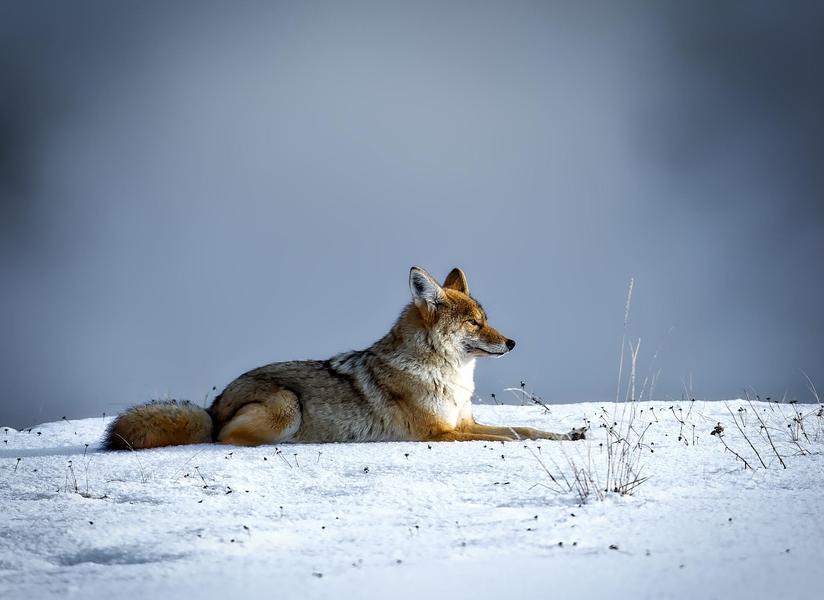 Expo Photo sur les animaux des USA