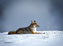 Expo Photo sur les animaux des USA_Allemond