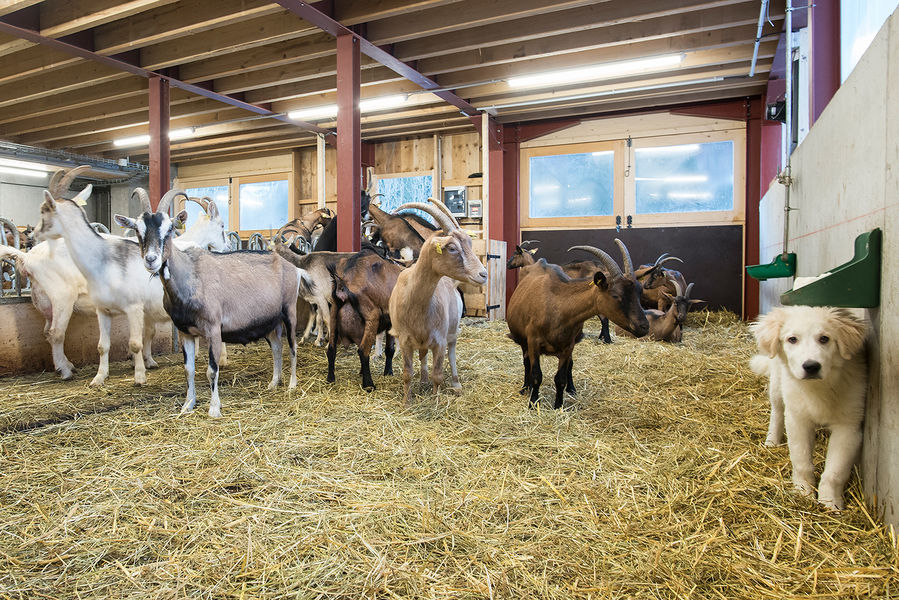 La Ferme des Hauts Forts