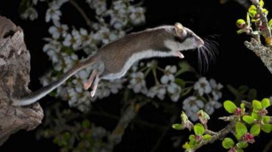 Exposition : Les animaux de l'ombre_Allex