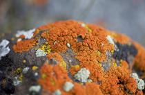 Les lichens_Arcon