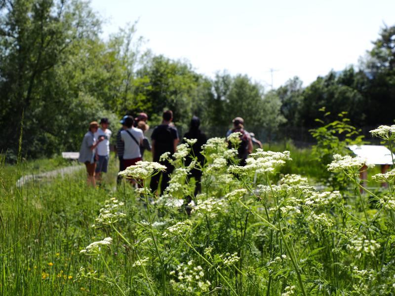 Visite guidée La Graine, en Grand ! - © S. Vialatte - CBNA Visite guidée La Graine, en Grand ! - © S. Vialatte - CBNA