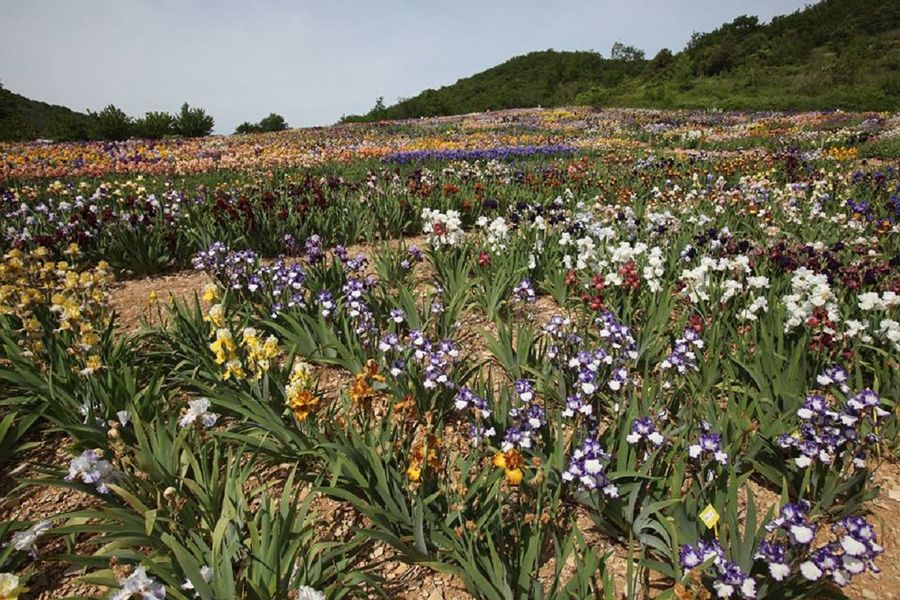 Iris en Vivarais