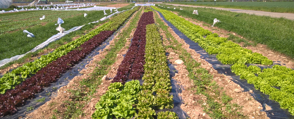 Thierry Janin - Légumes et fruits - Producteur-Revendeur