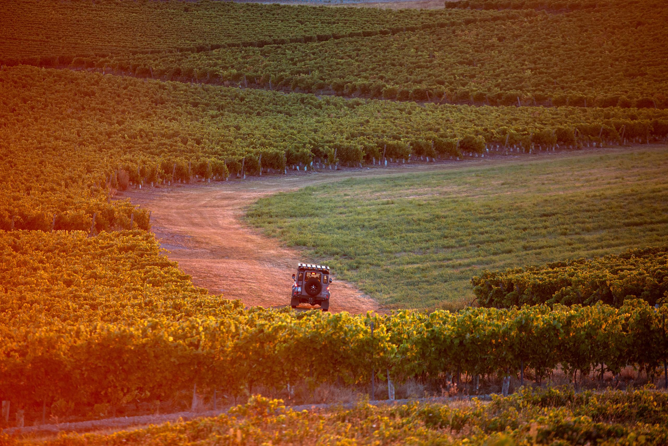 FLASH & SIP | Grape Explorers