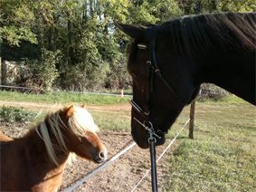 cheval et poney