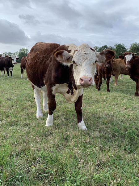 Vache