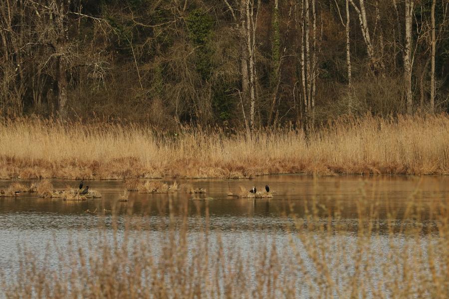 Étang de Salette_Courtenay_Balcons du Dauphiné_Isère