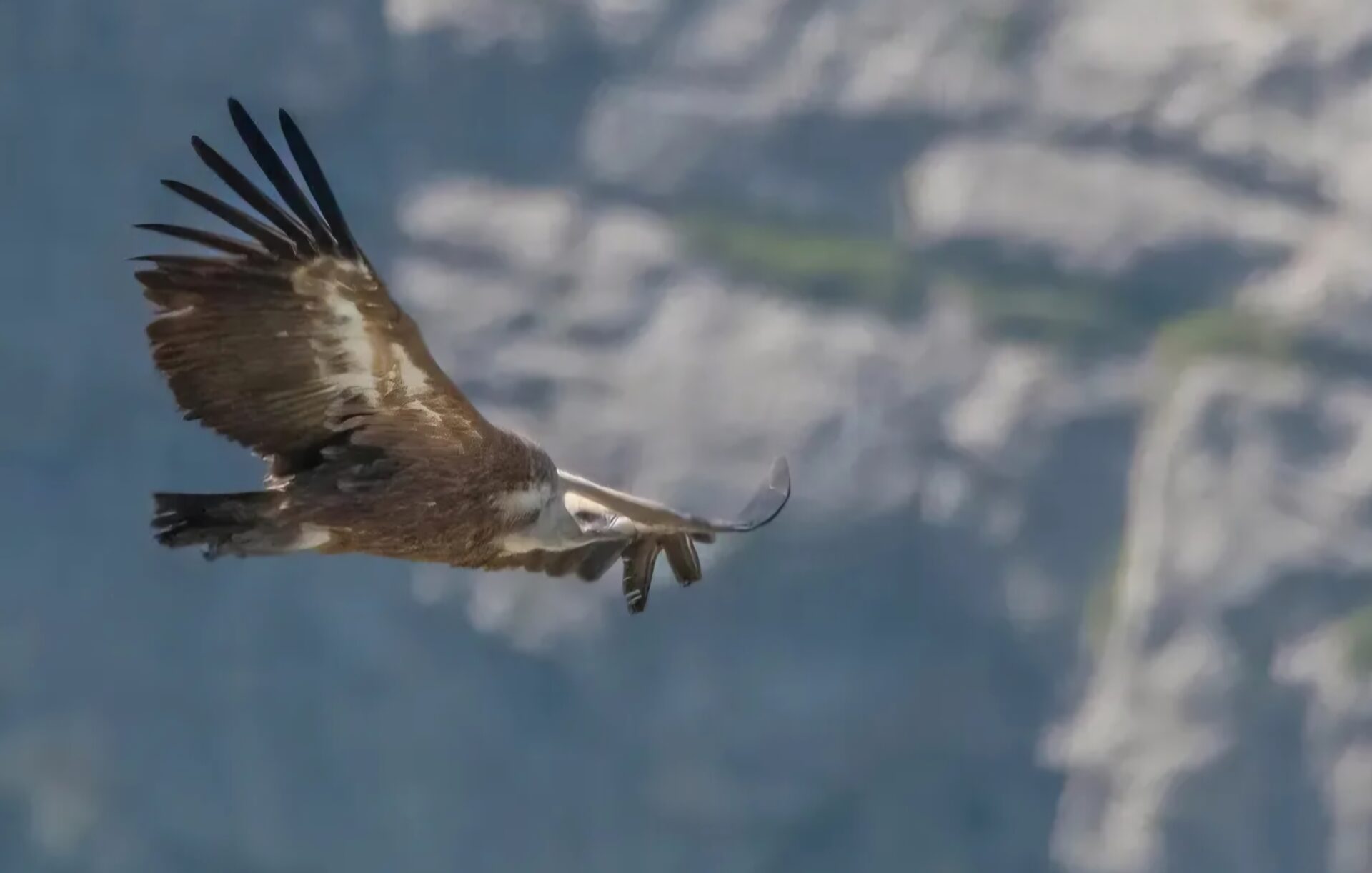 RDV Biotrésors : Atelier à la découverte des oiseaux planeurs
