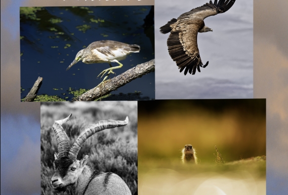 Exposition de photographie : Quatre Regards, Une Nature_Vienne