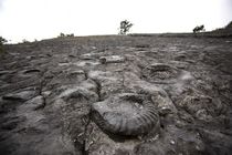 Dalle à ammonites - © M. Cristofani / Coeurs de nature / SIPA