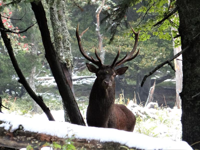 Le brame du cerf