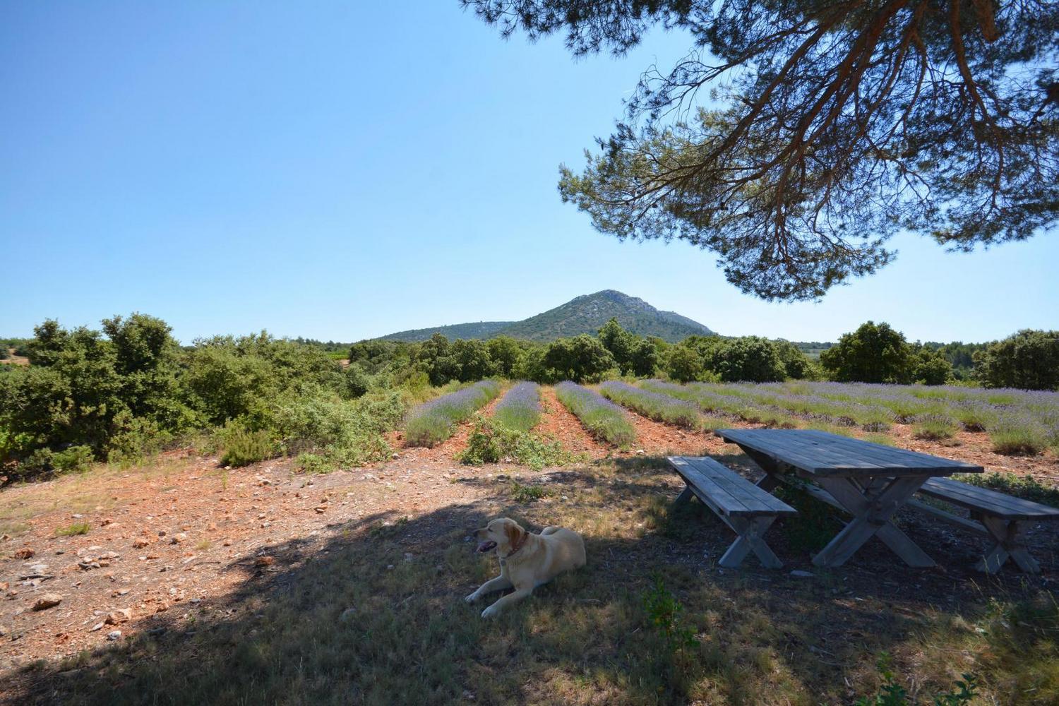 La Sainte Victoire, Jouques - photo 23