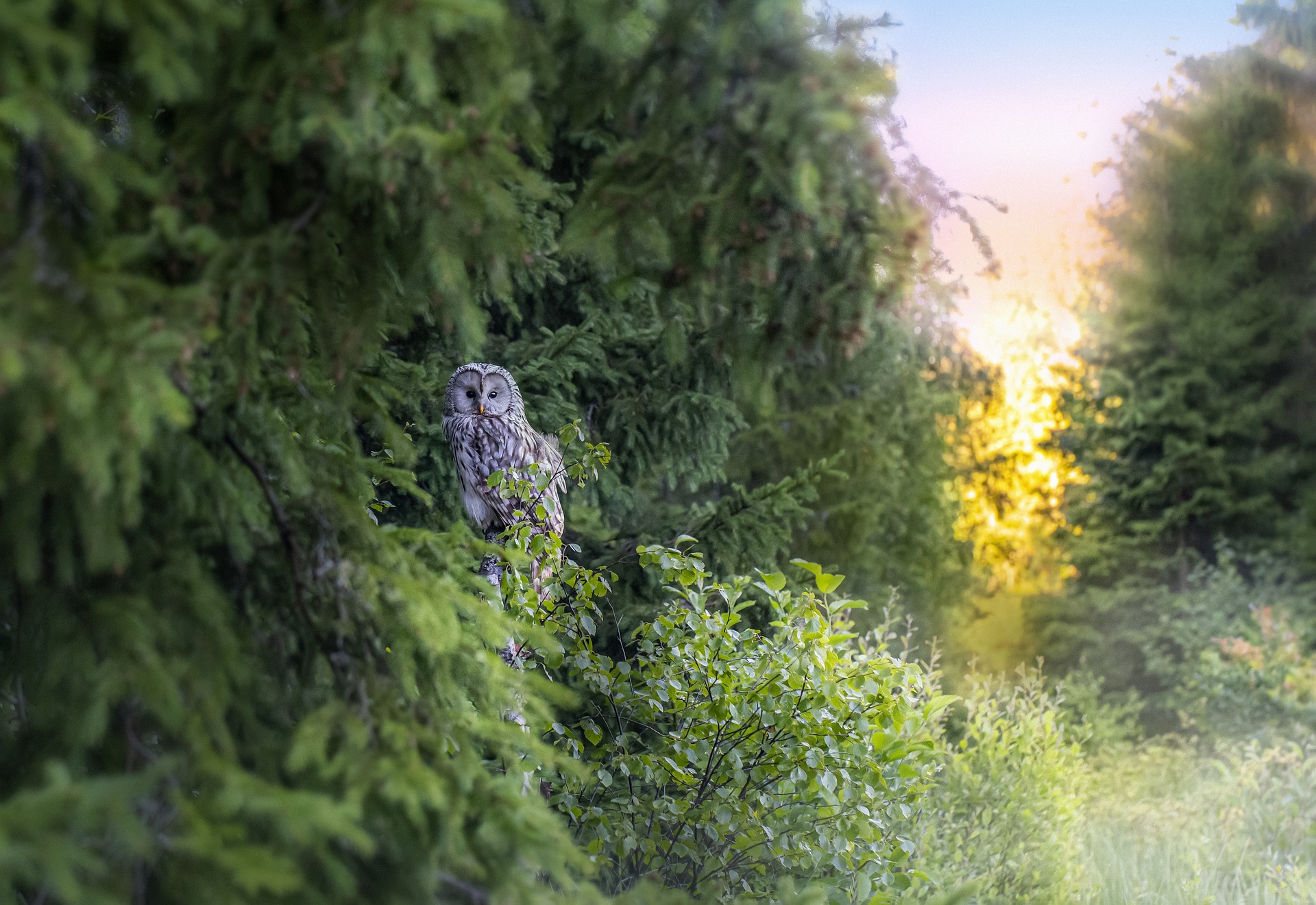 Visites guidées nocturnes du Parc Sauvage