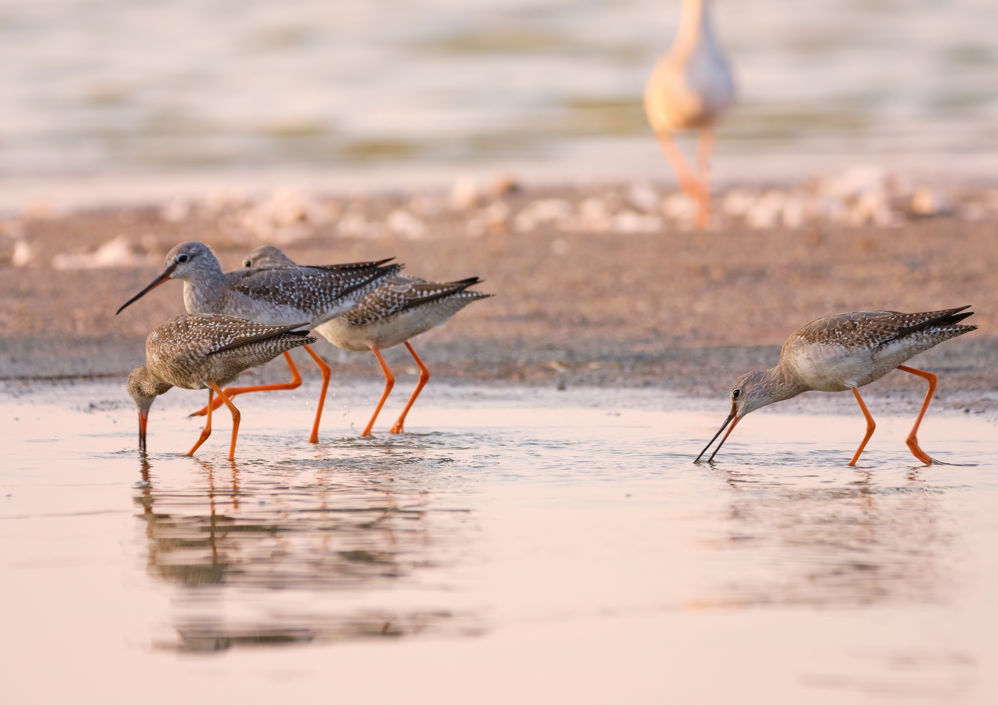 Workshop : “Waders” – Pont de Gau Bird Sanctuary