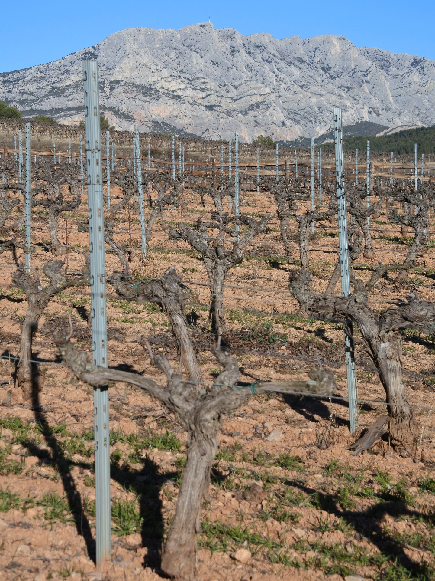 Le vignoble de Ste Victoire, sous l'oeil de Cézanne