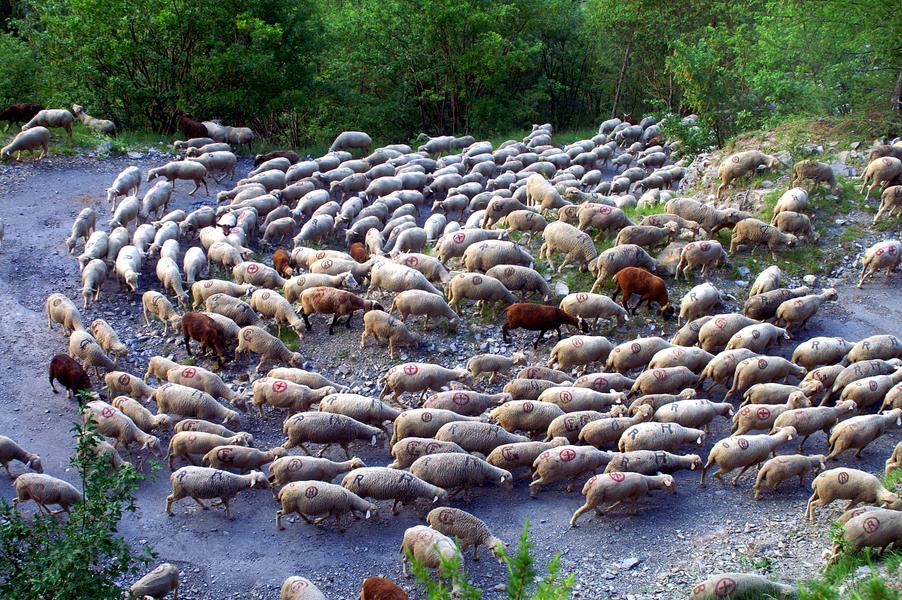 Transhumance d'un troupeau de mouton