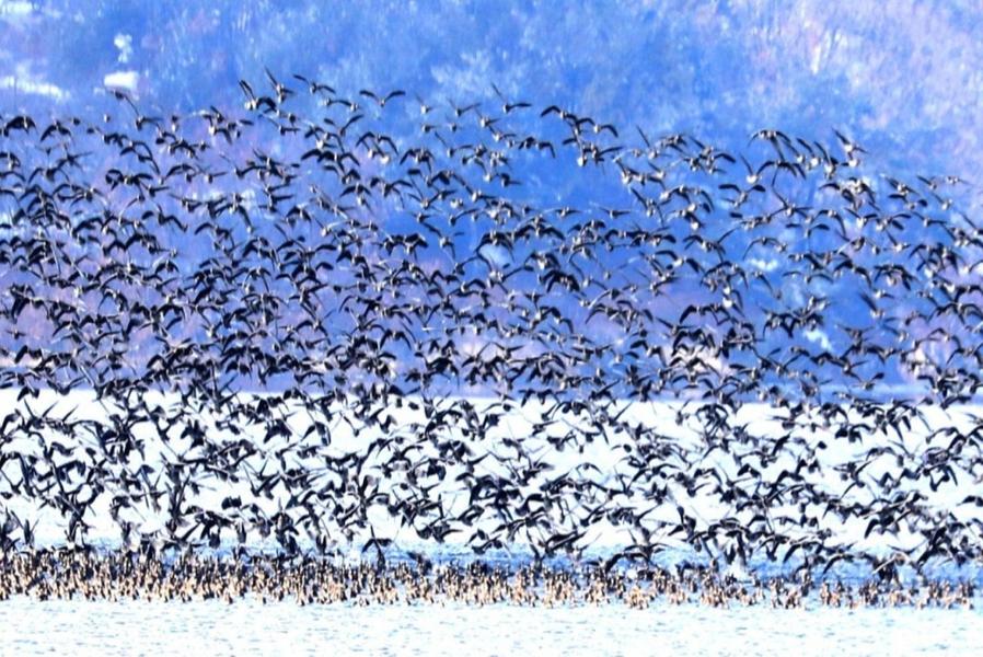 Migration oiseaux - © Association Dominique Villard Migration oiseaux - © Association Dominique Villard