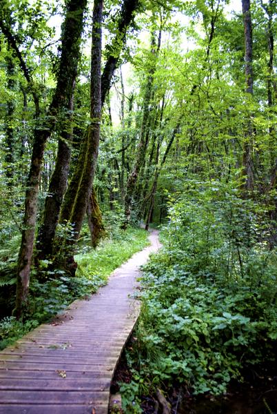 Randonnée pédestre : Marais des Bidonnes et Canal de Crans_Divonne-les-Bains