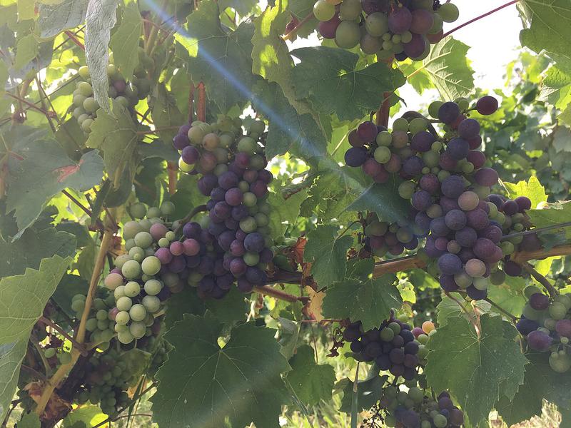 Domaine de la Dentelle_St Martin du Mont