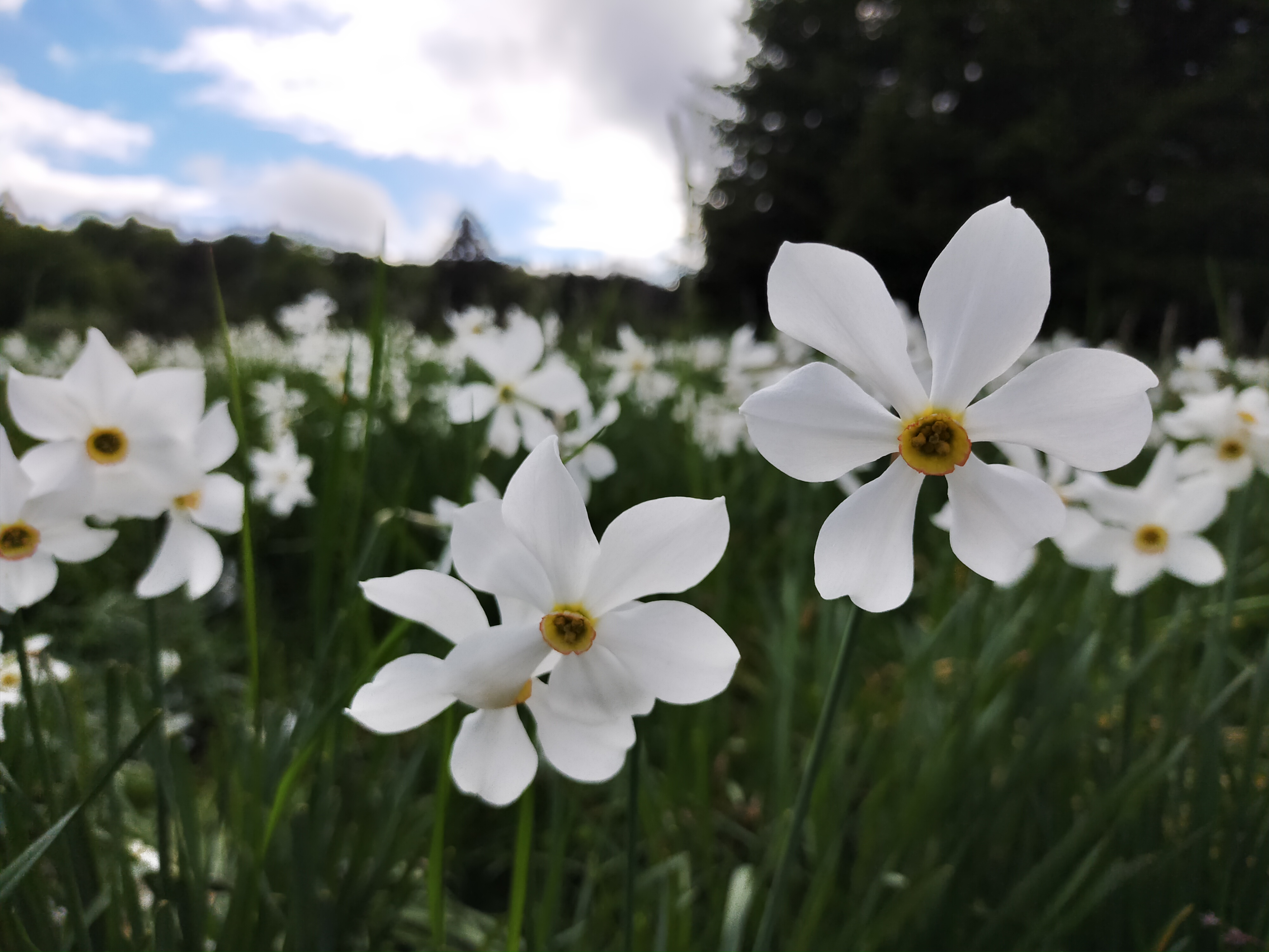 Fte des Narcisses