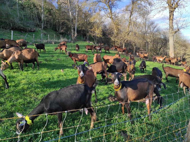 GAEC Chèvrerie Maury