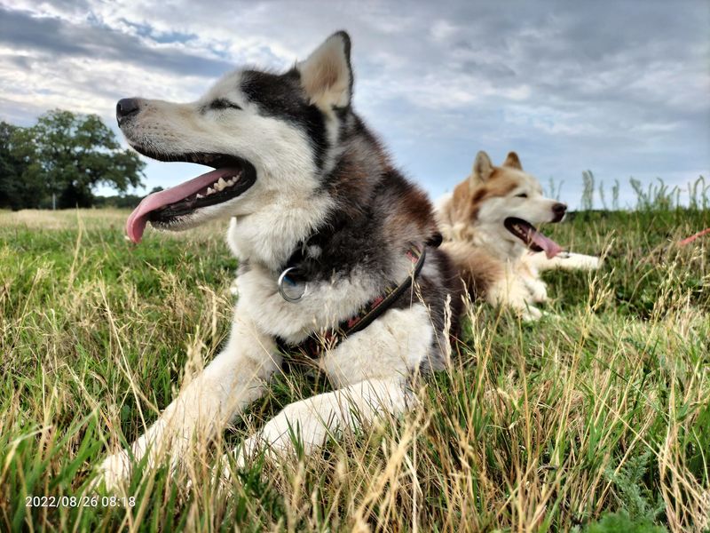 Team Willo cani rando Ain