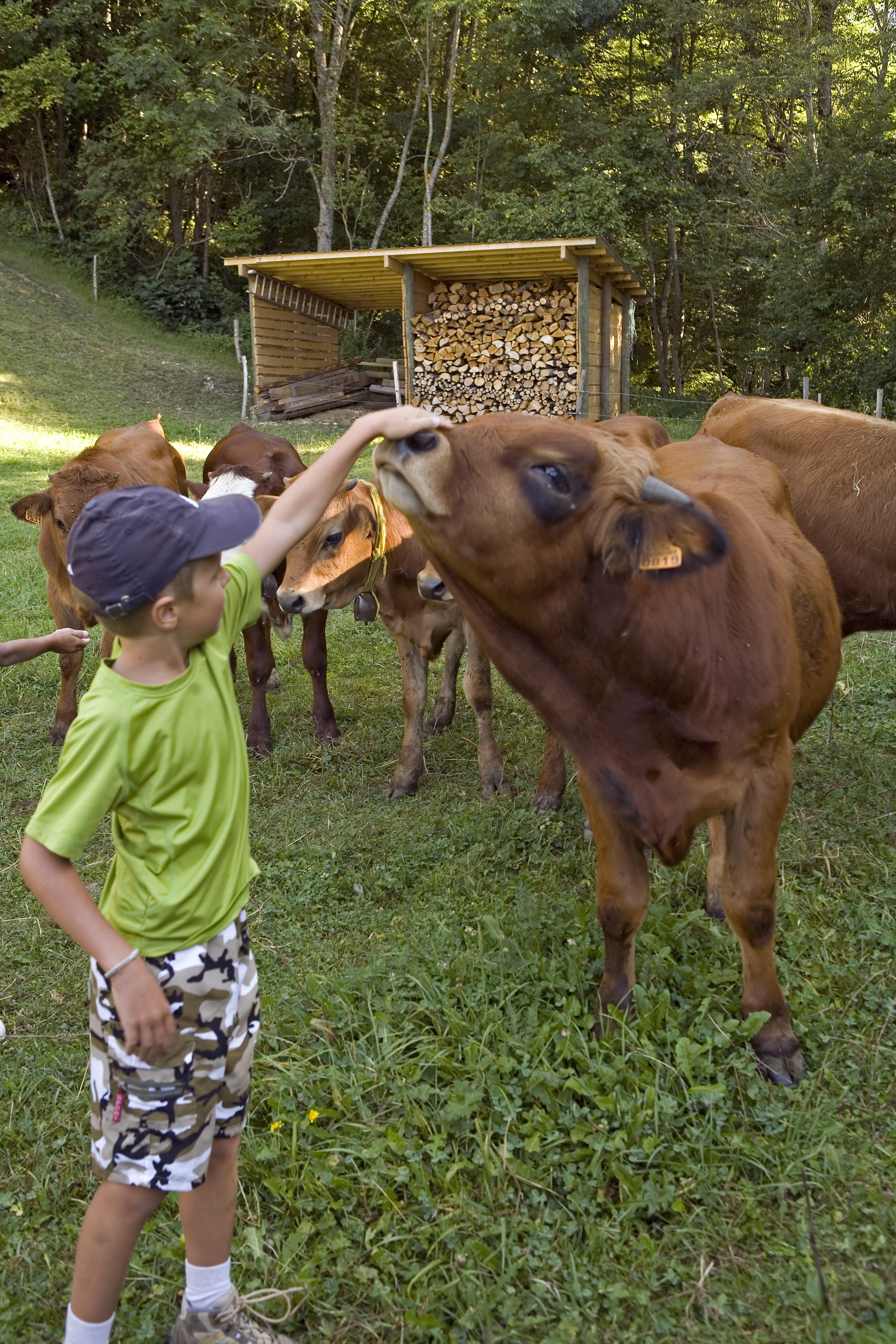 ANNULE - Découverte de la traite des vaches et des chèvres