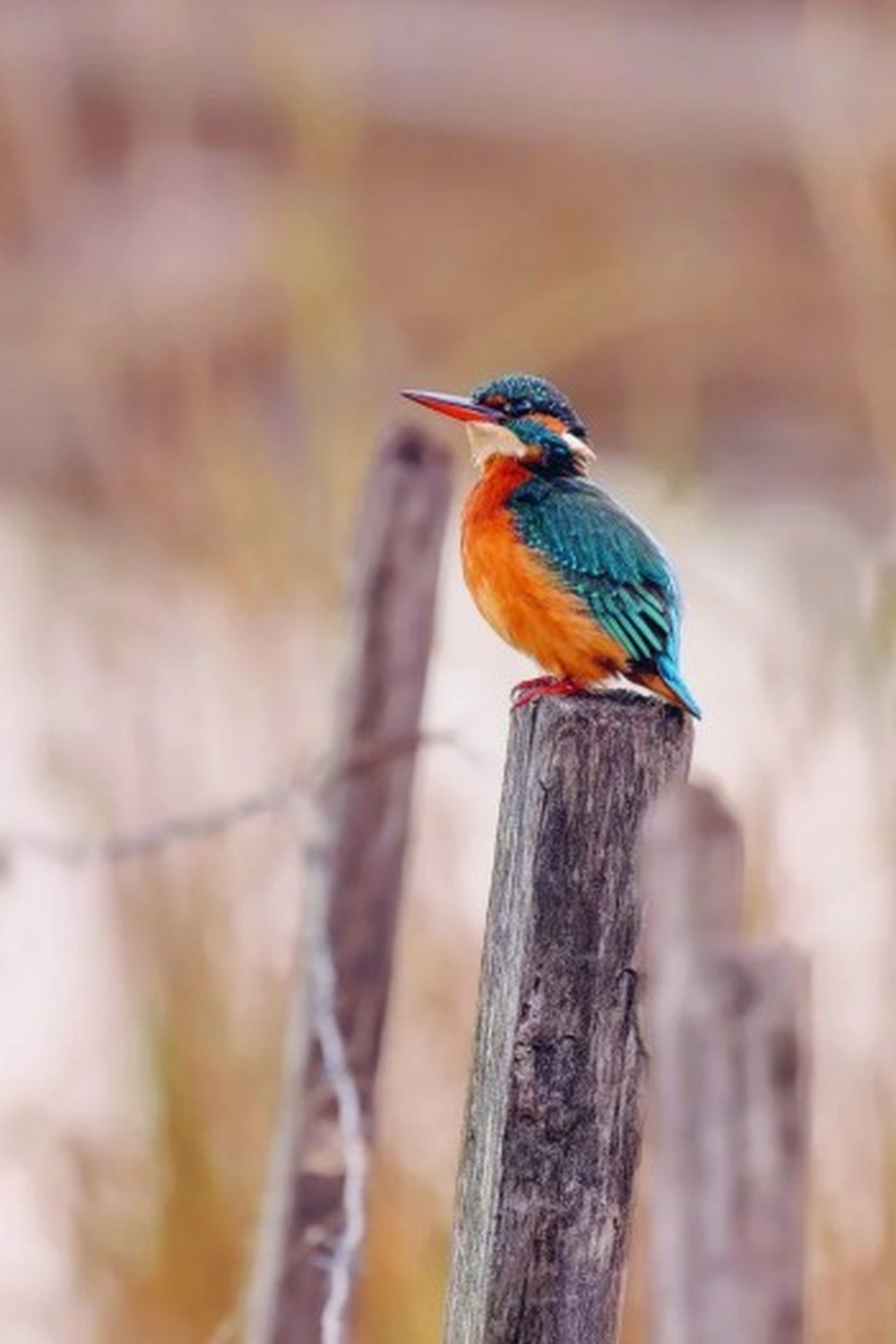 Sortie aux Marais de Beauchamp